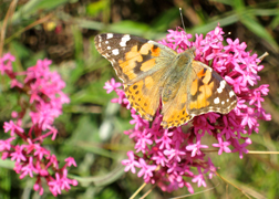 Butterfly on valerian